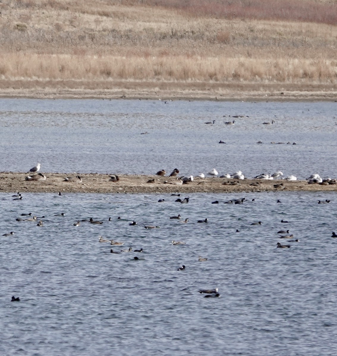 Lesser Black-backed Gull - ML645131395