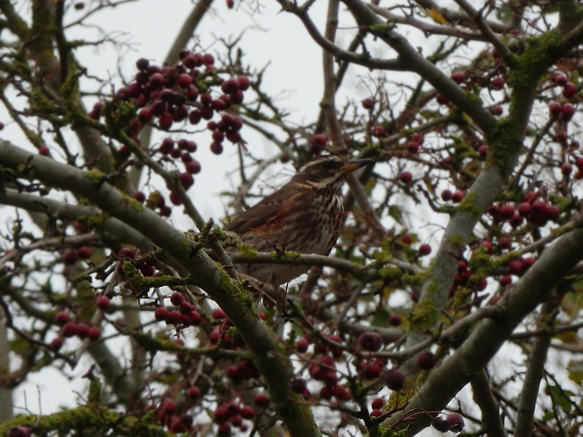 Redwing - ML645131400