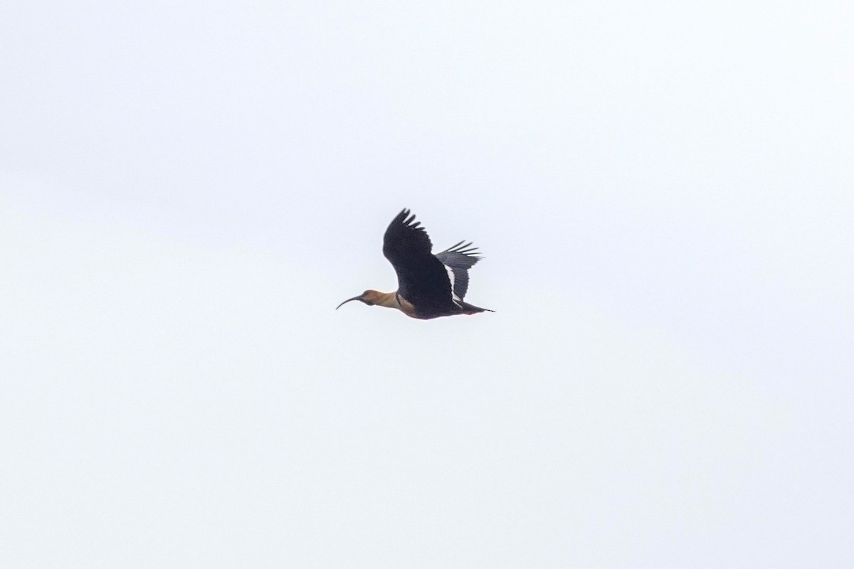 Bandurria Austral - ML645131402