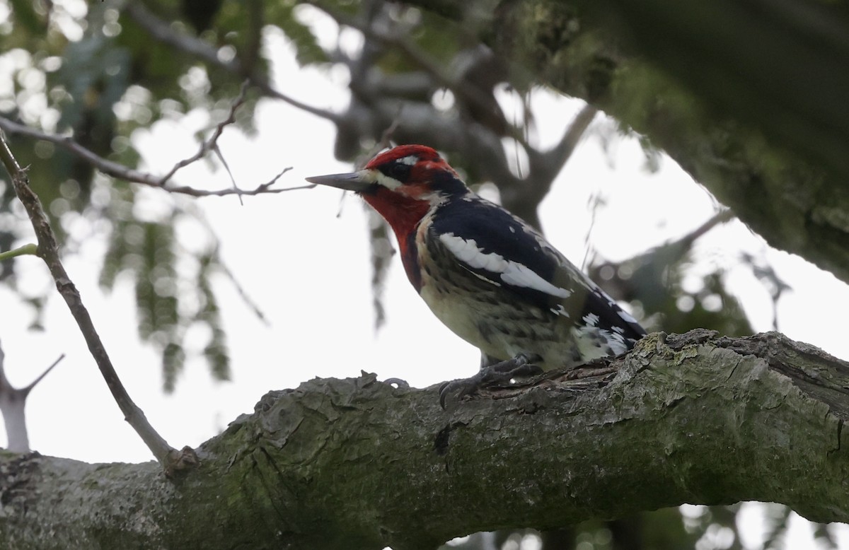 Rotnacken-Saftlecker - ML645131405