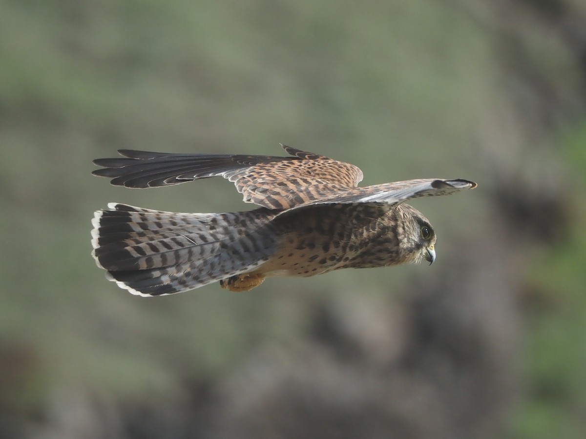 Eurasian Kestrel - ML645131407