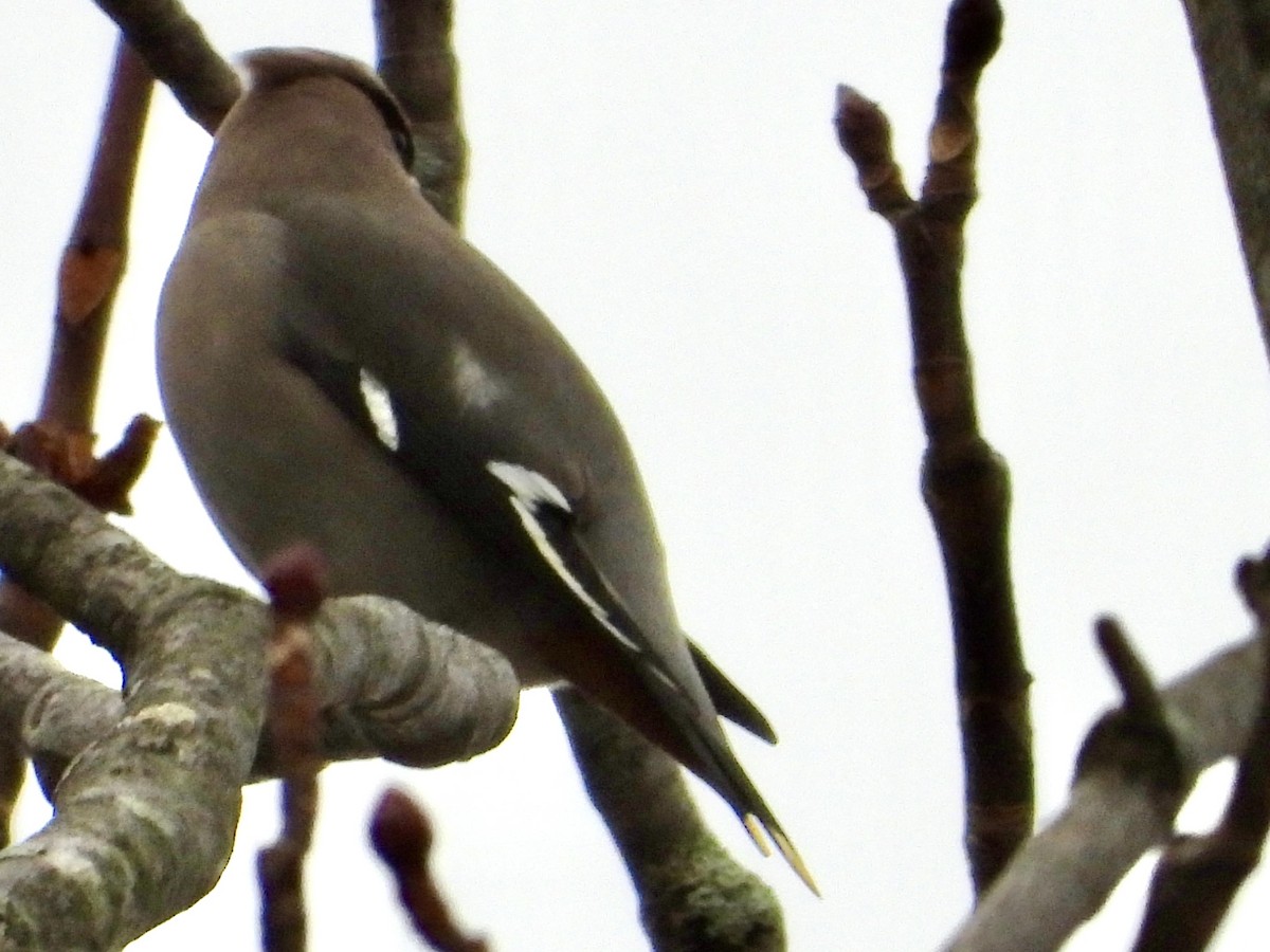 Buztanori boreala - ML645131429