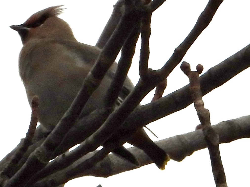 Buztanori boreala - ML645131430