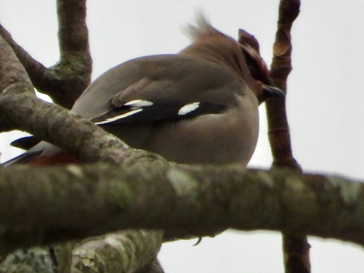 Buztanori boreala - ML645131431