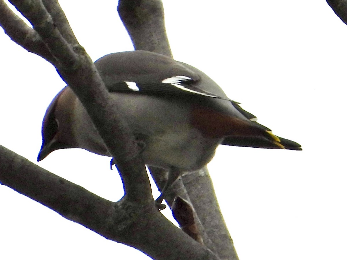 Buztanori boreala - ML645131432