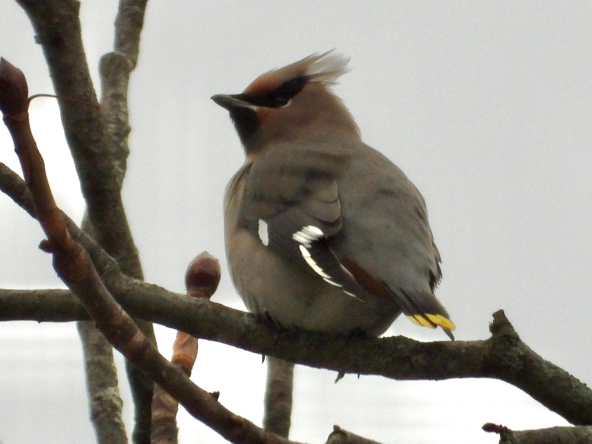 Buztanori boreala - ML645131433