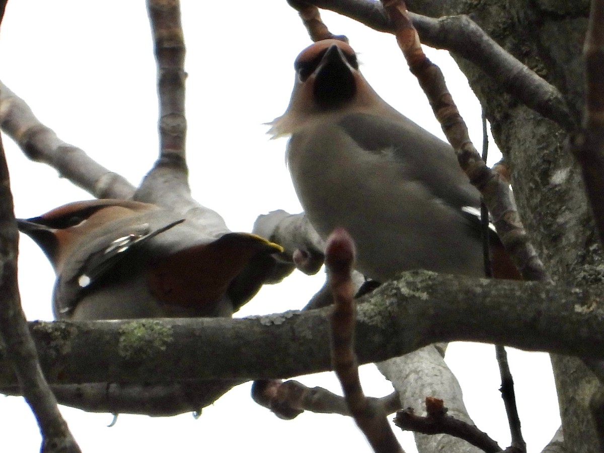 Buztanori boreala - ML645131434