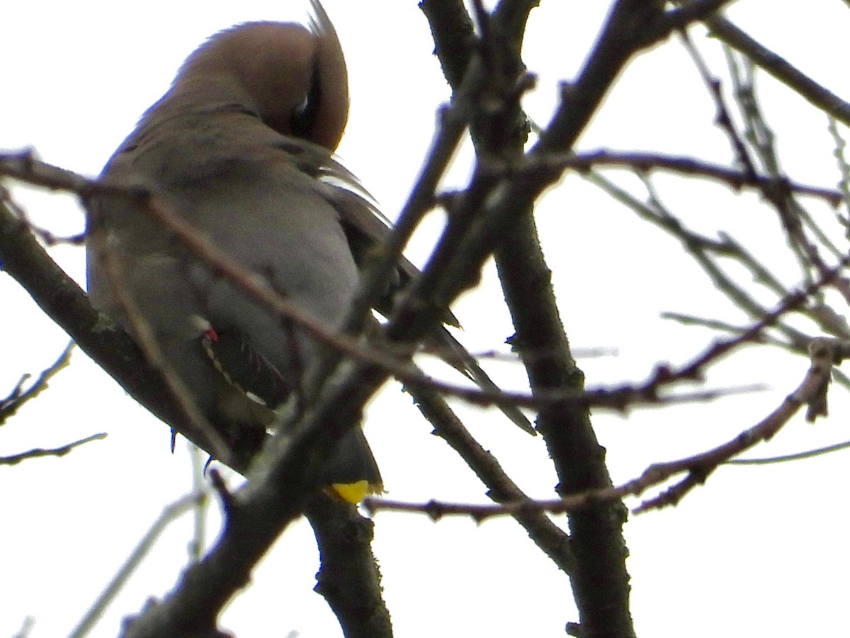 Buztanori boreala - ML645131435