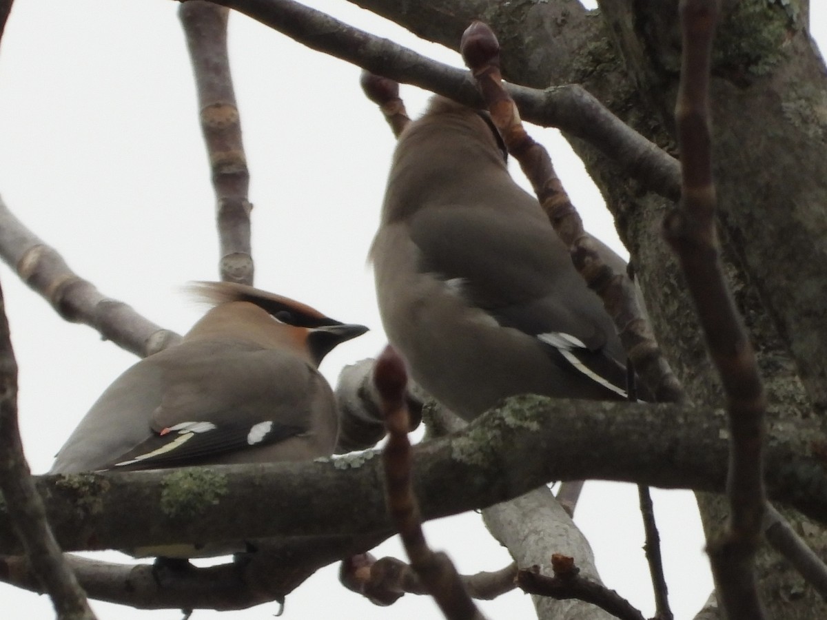 Buztanori boreala - ML645131436