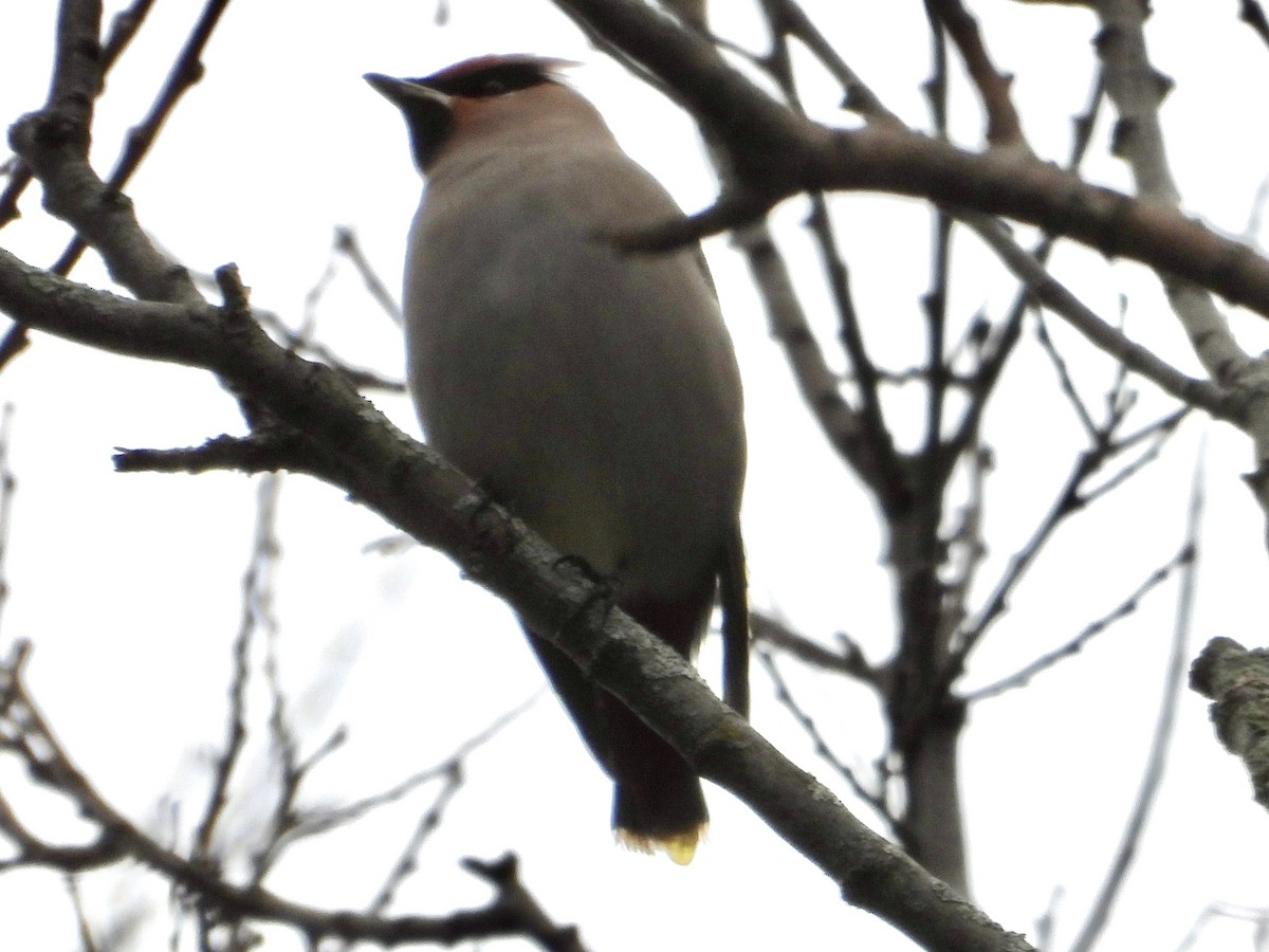 Buztanori boreala - ML645131437