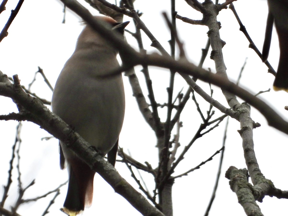 Buztanori boreala - ML645131438