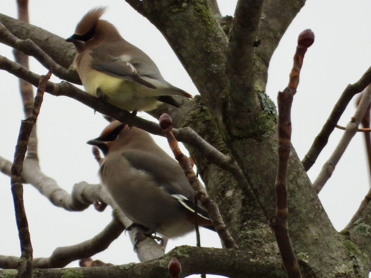 Buztanori boreala - ML645131439