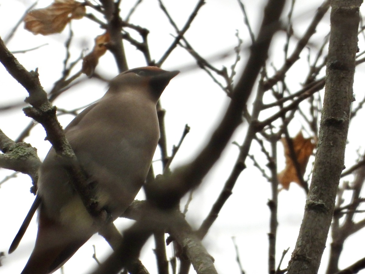 Buztanori boreala - ML645131440