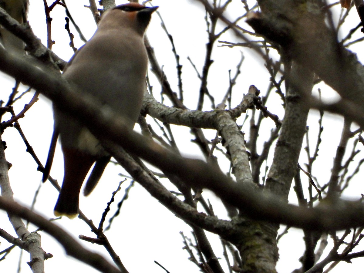 Buztanori boreala - ML645131442