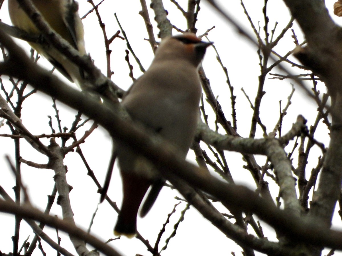 Buztanori boreala - ML645131443