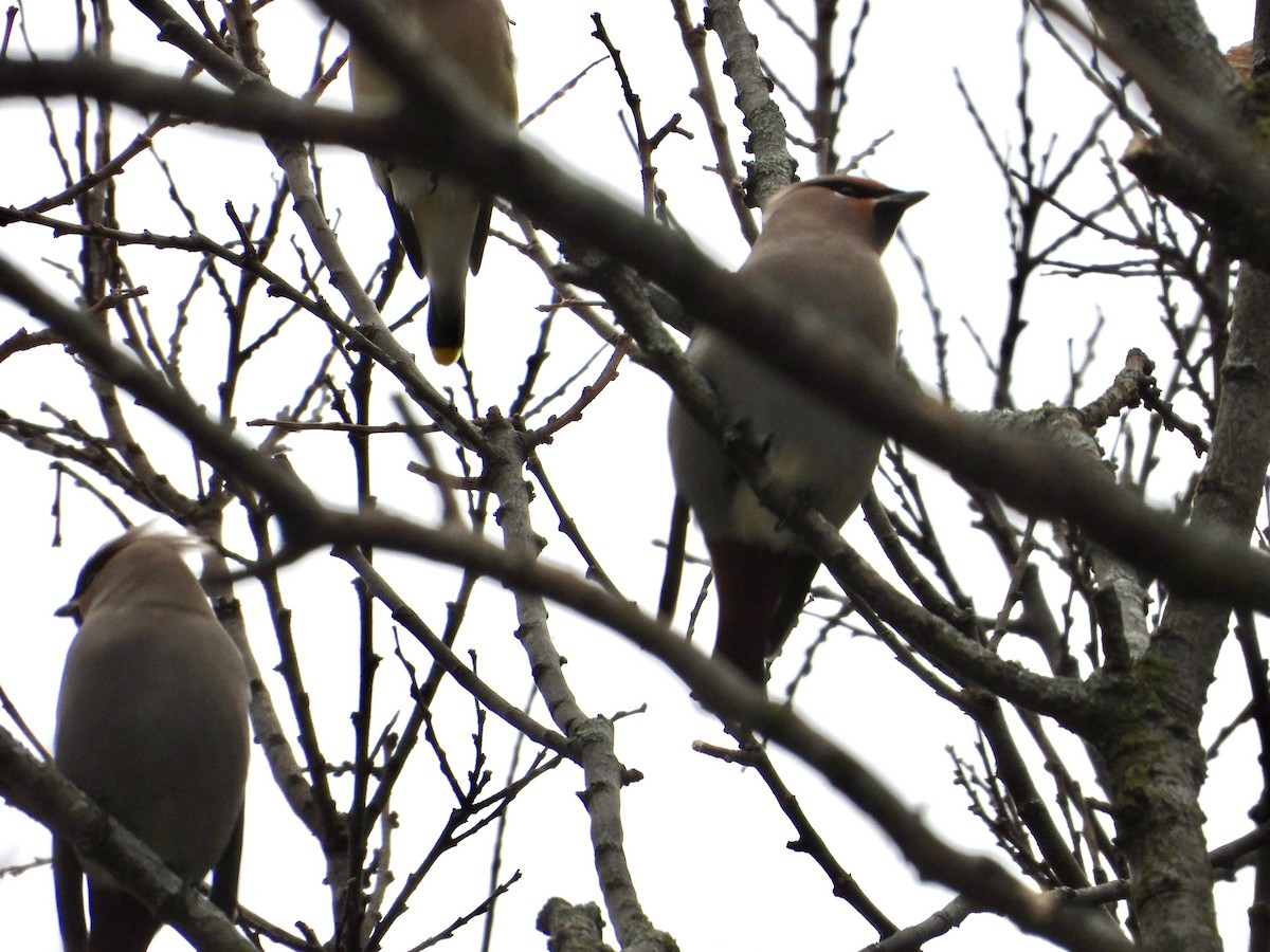 Buztanori boreala - ML645131444