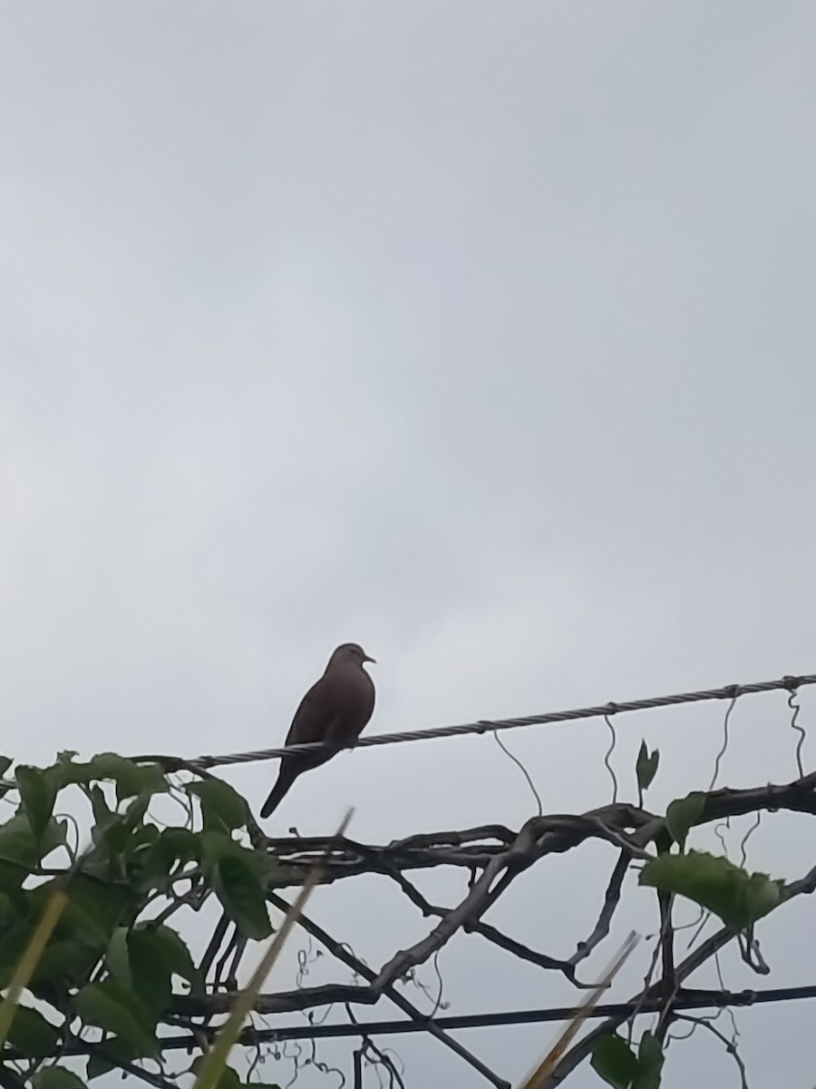 Ruddy Ground Dove - ML645131448