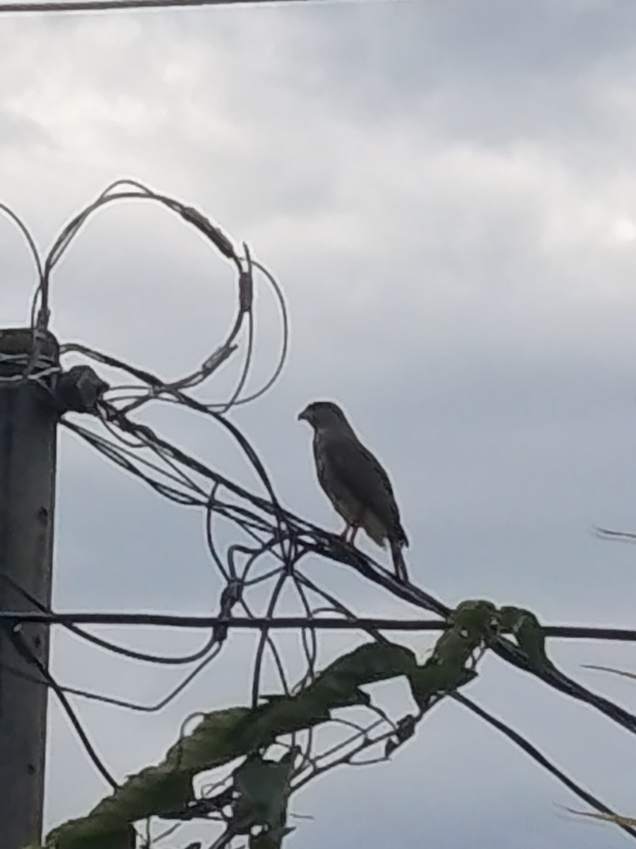 Yol Şahini - ML645131457