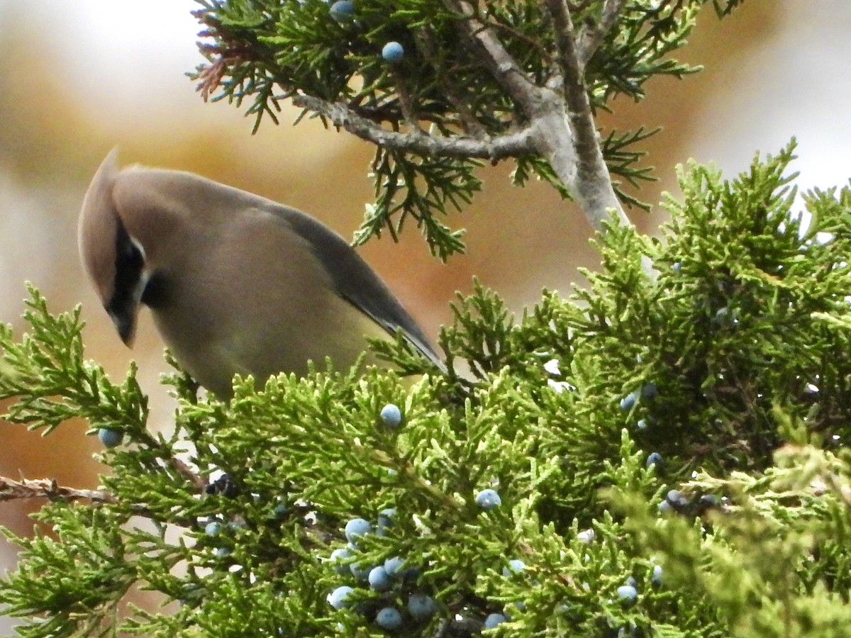 brkoslav americký - ML645131466