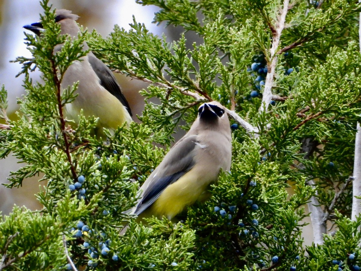 brkoslav americký - ML645131467