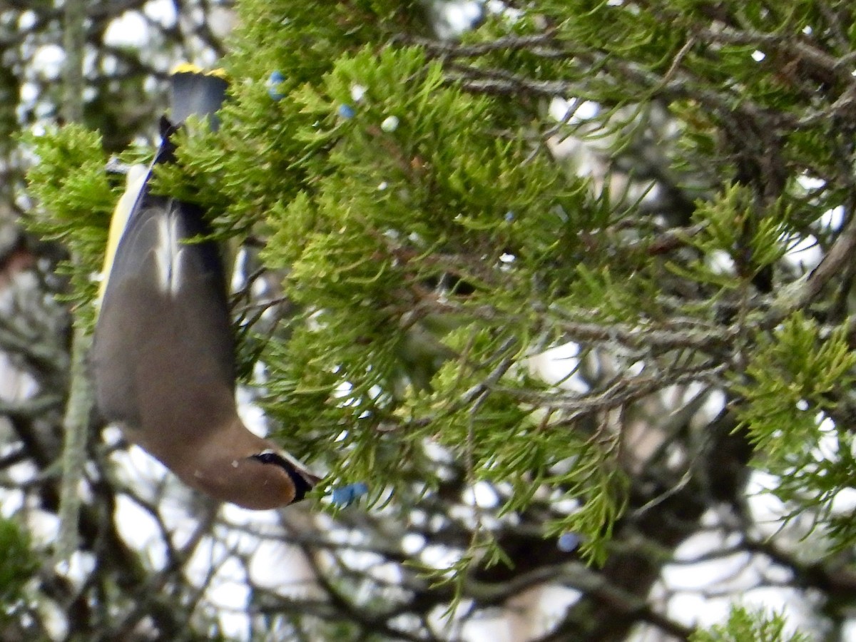 brkoslav americký - ML645131468