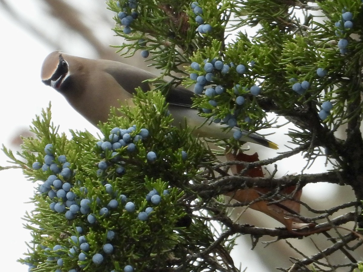 brkoslav americký - ML645131469