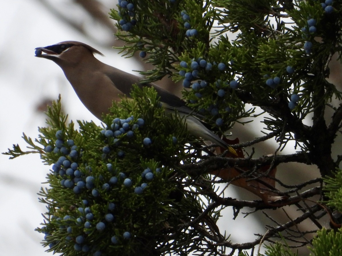 brkoslav americký - ML645131470