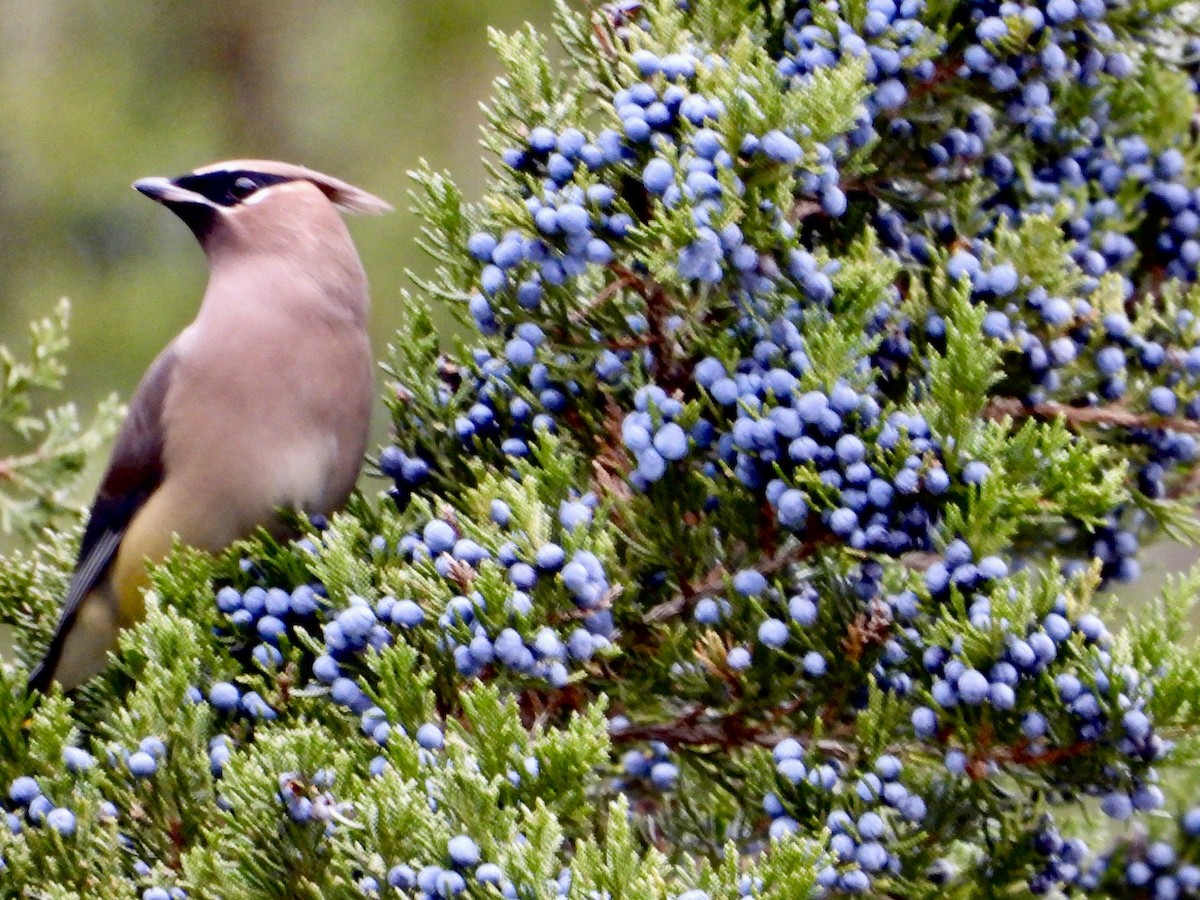 brkoslav americký - ML645131471
