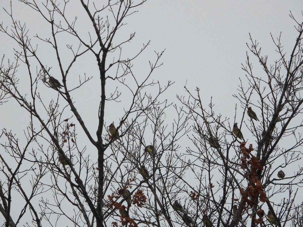 brkoslav americký - ML645131472