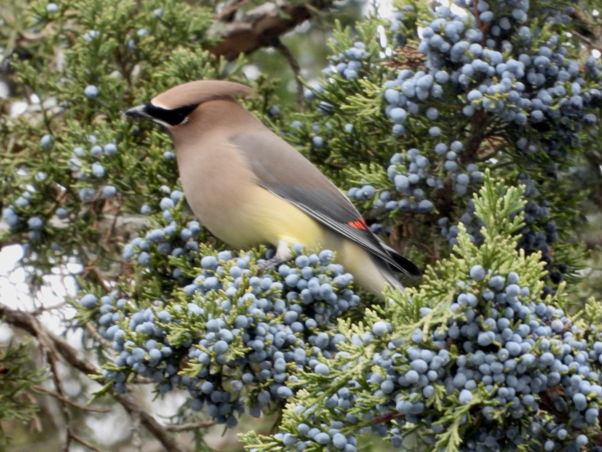 brkoslav americký - ML645131473