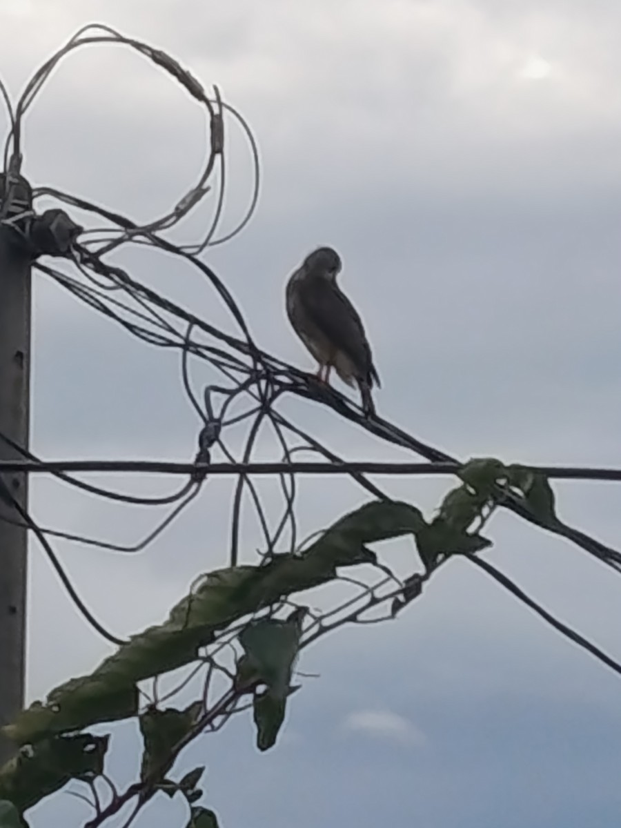 Yol Şahini - ML645131474