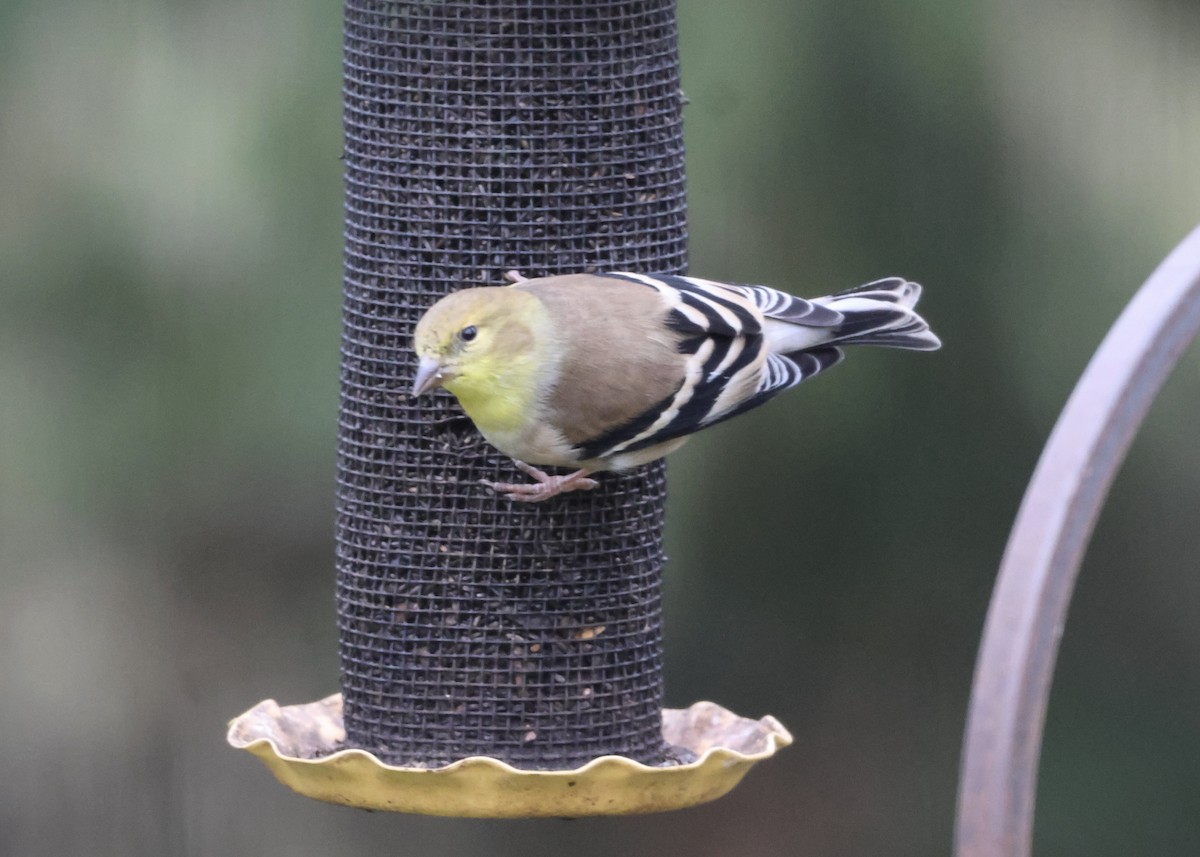 American Goldfinch - ML645131475