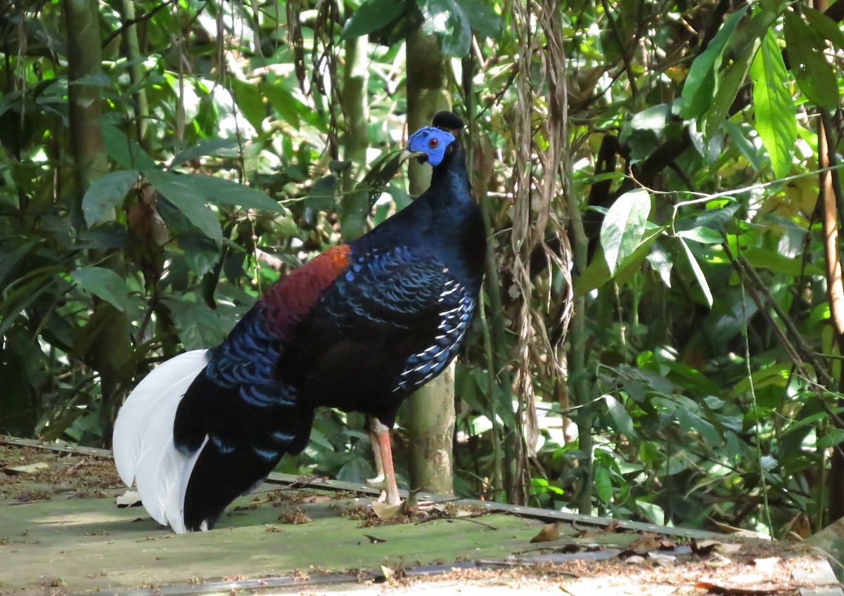 Faisan de Vieillot - ML645131476