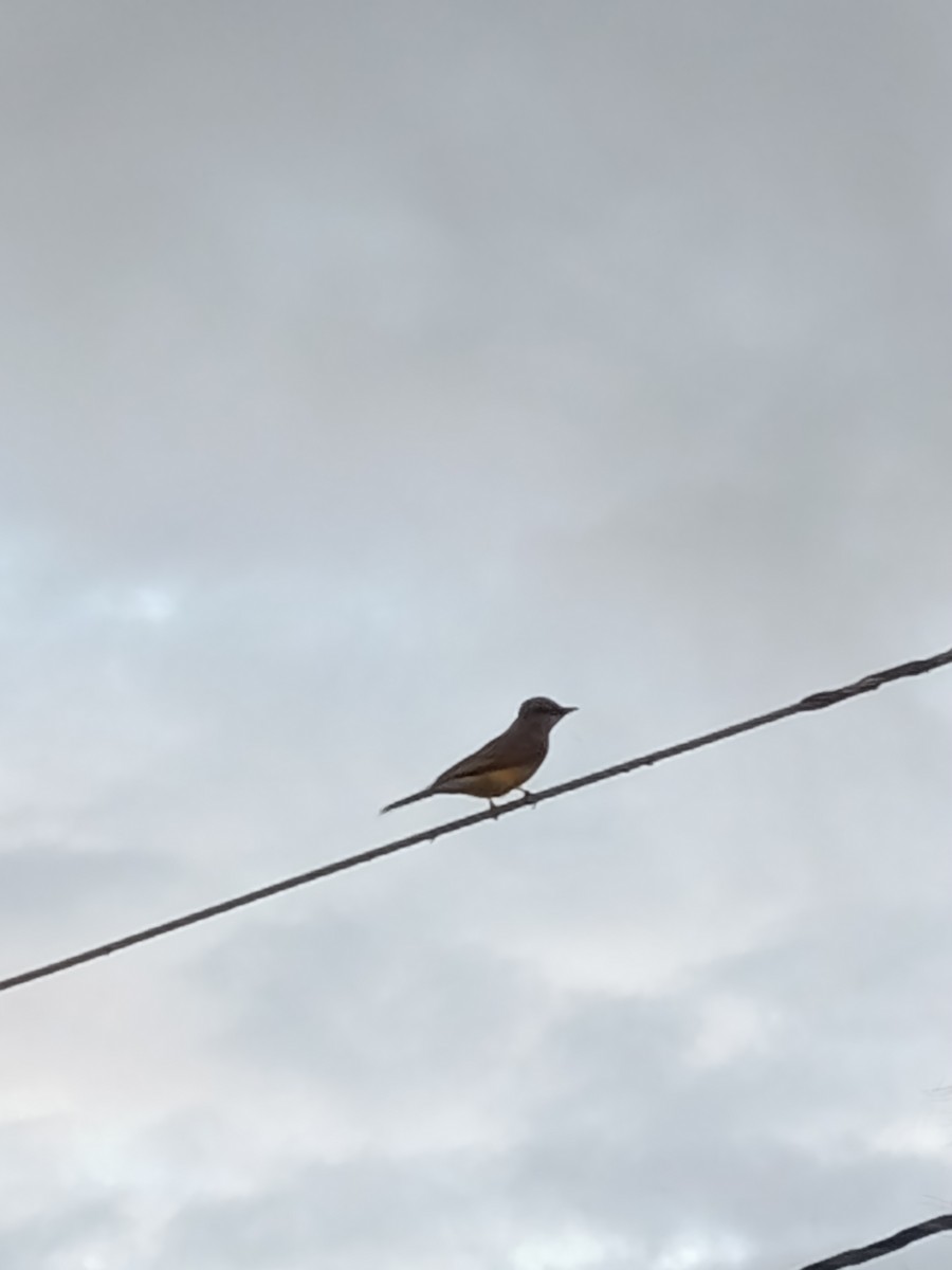 Tropical Kingbird - ML645131501
