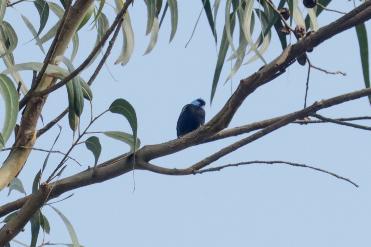 Blue-necked Tanager - ML645131505