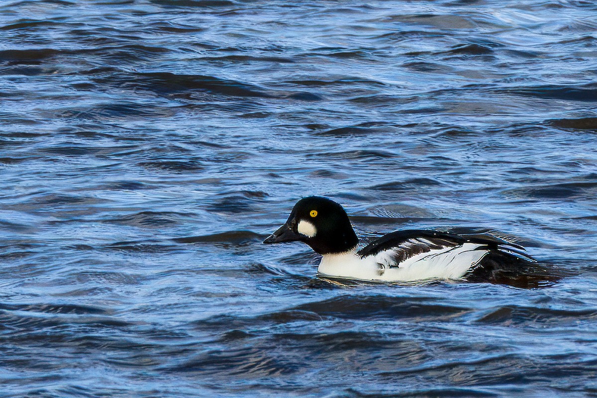 Common Goldeneye - ML645131513