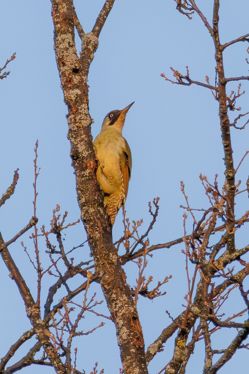 נקר ירוק - ML645131514
