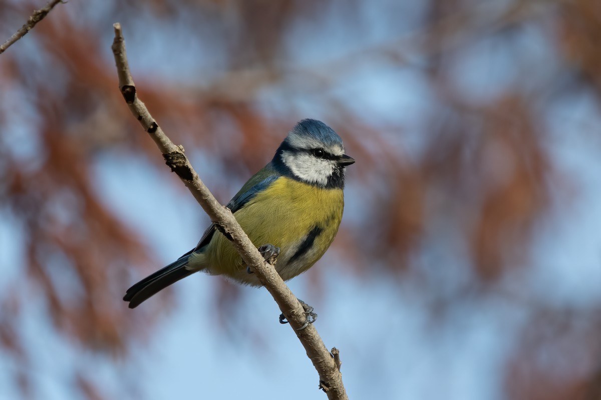 Eurasian Blue Tit - ML645131515