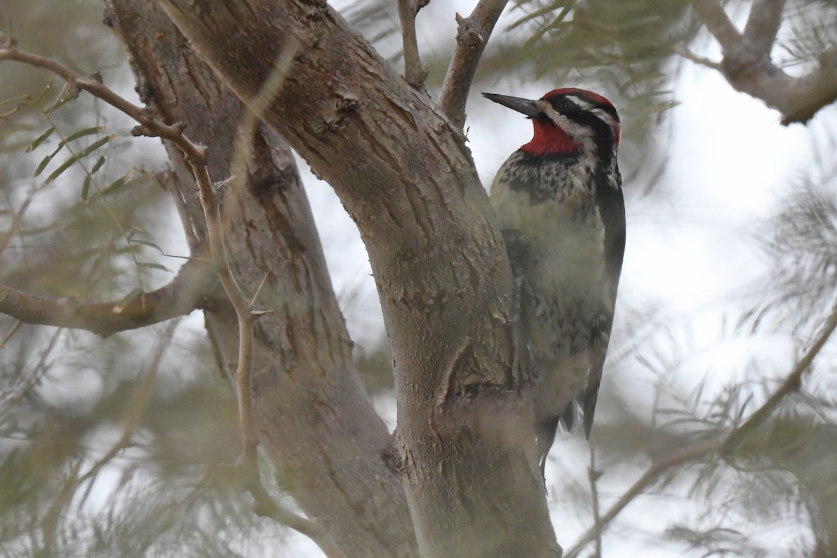 Rotnacken-Saftlecker - ML645131530