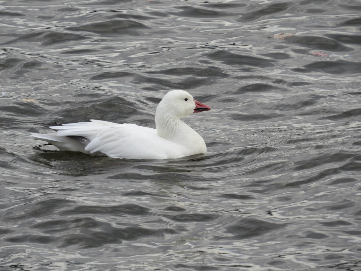 Snow Goose - ML645131538