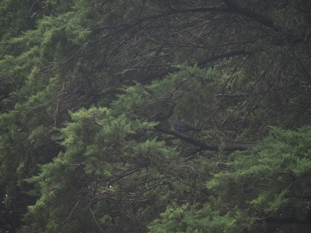 Мадейрский вяхирь - ML645131539