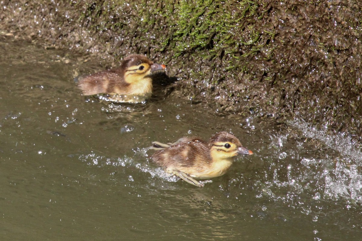 Mandarin Duck - ML645131542