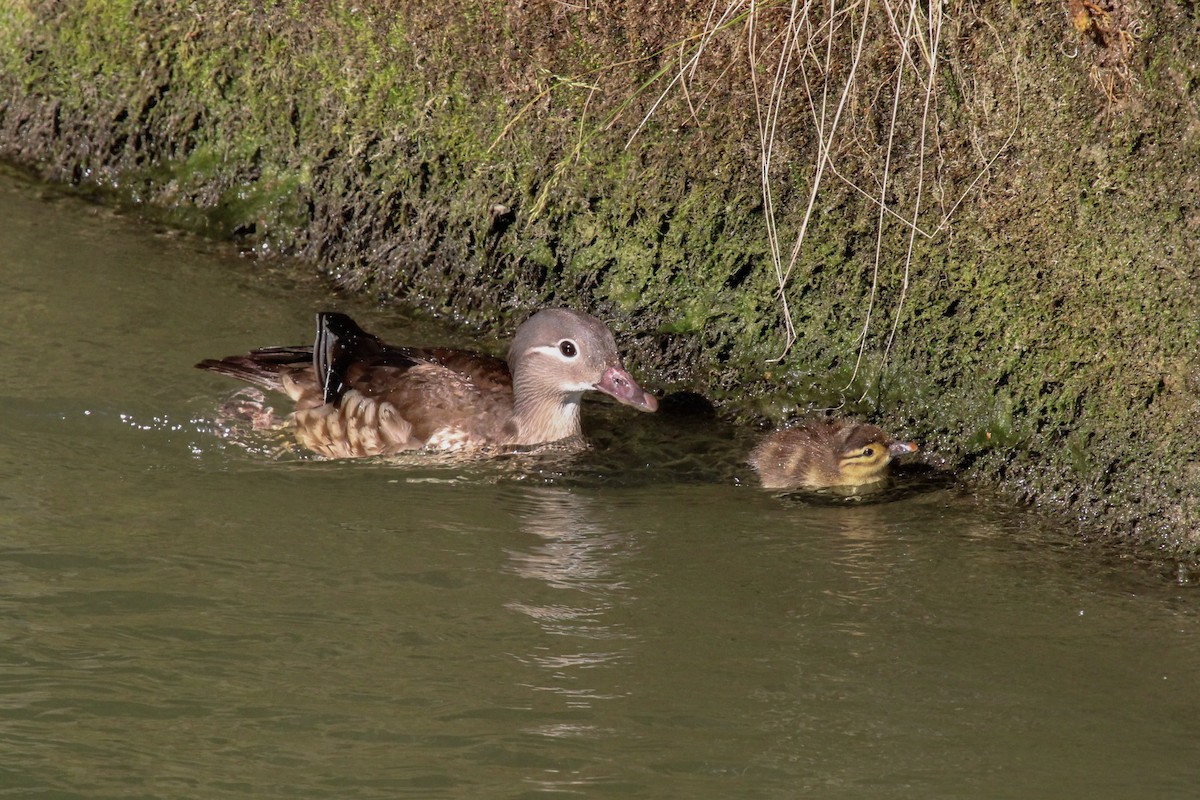 Mandarin Duck - ML645131543