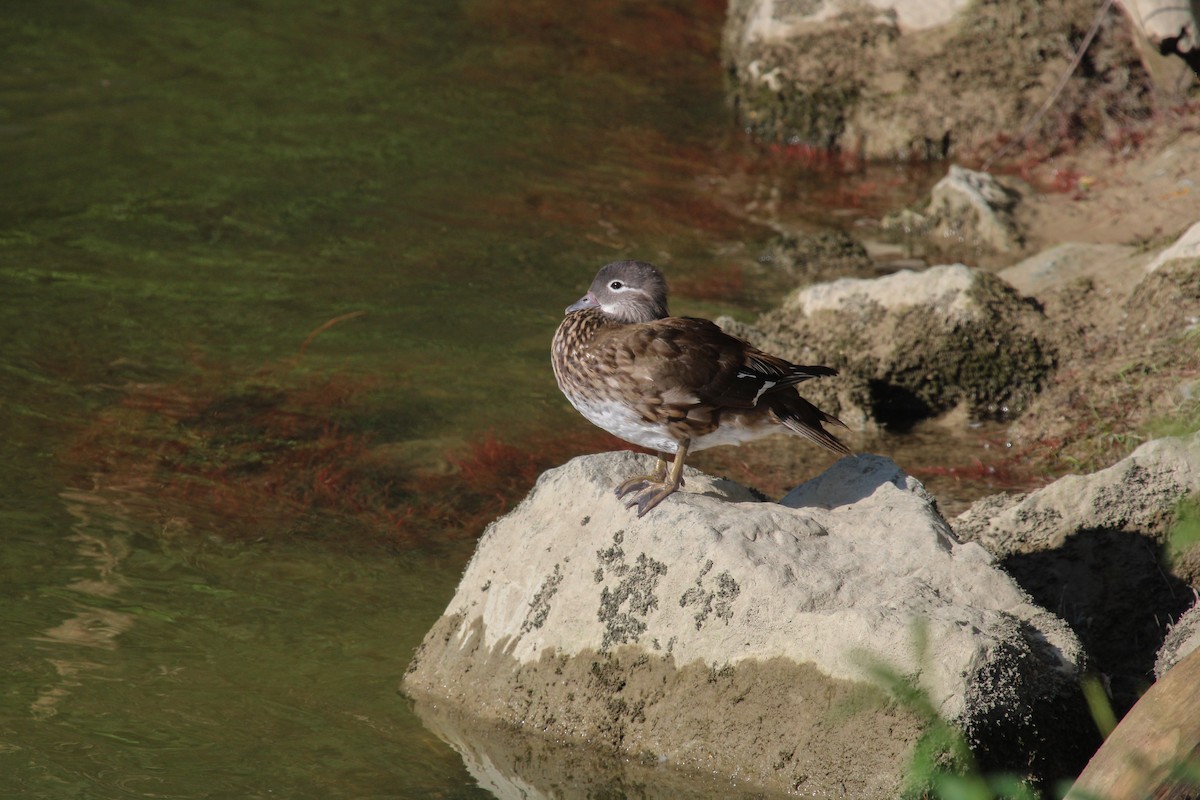 Mandarin Duck - ML645131544