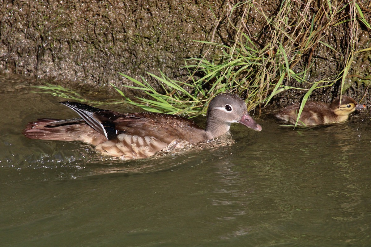 Mandarin Duck - ML645131546