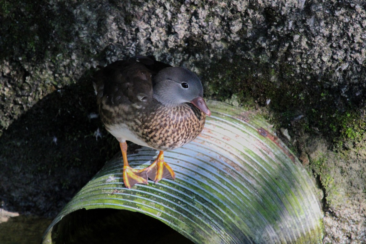 Mandarin Duck - ML645131549