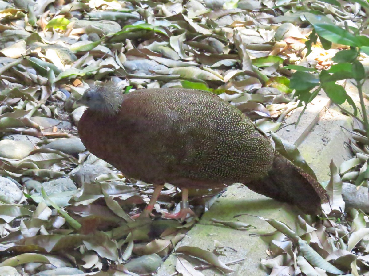 Great Argus - ML645131554