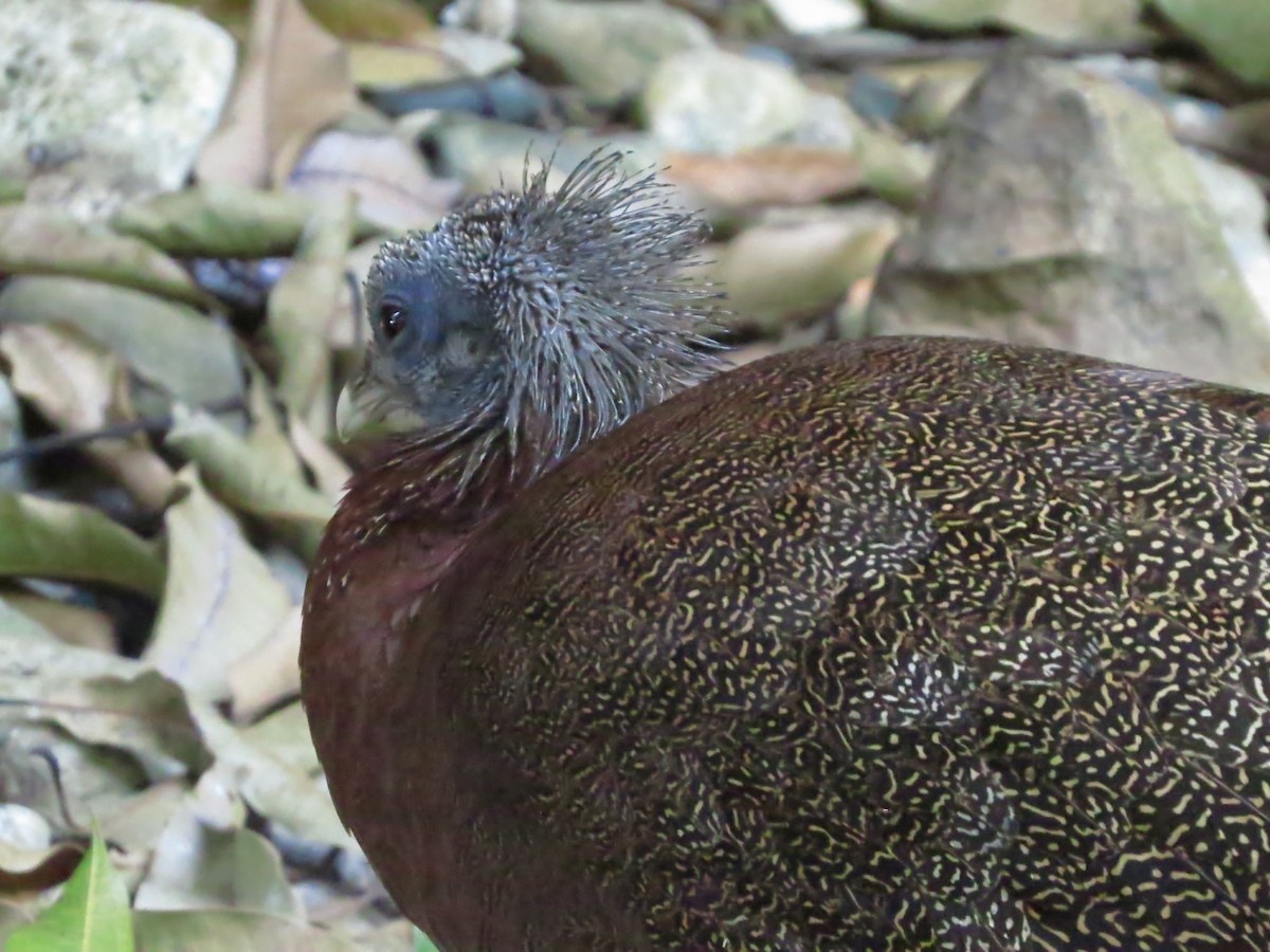 Great Argus - ML645131555