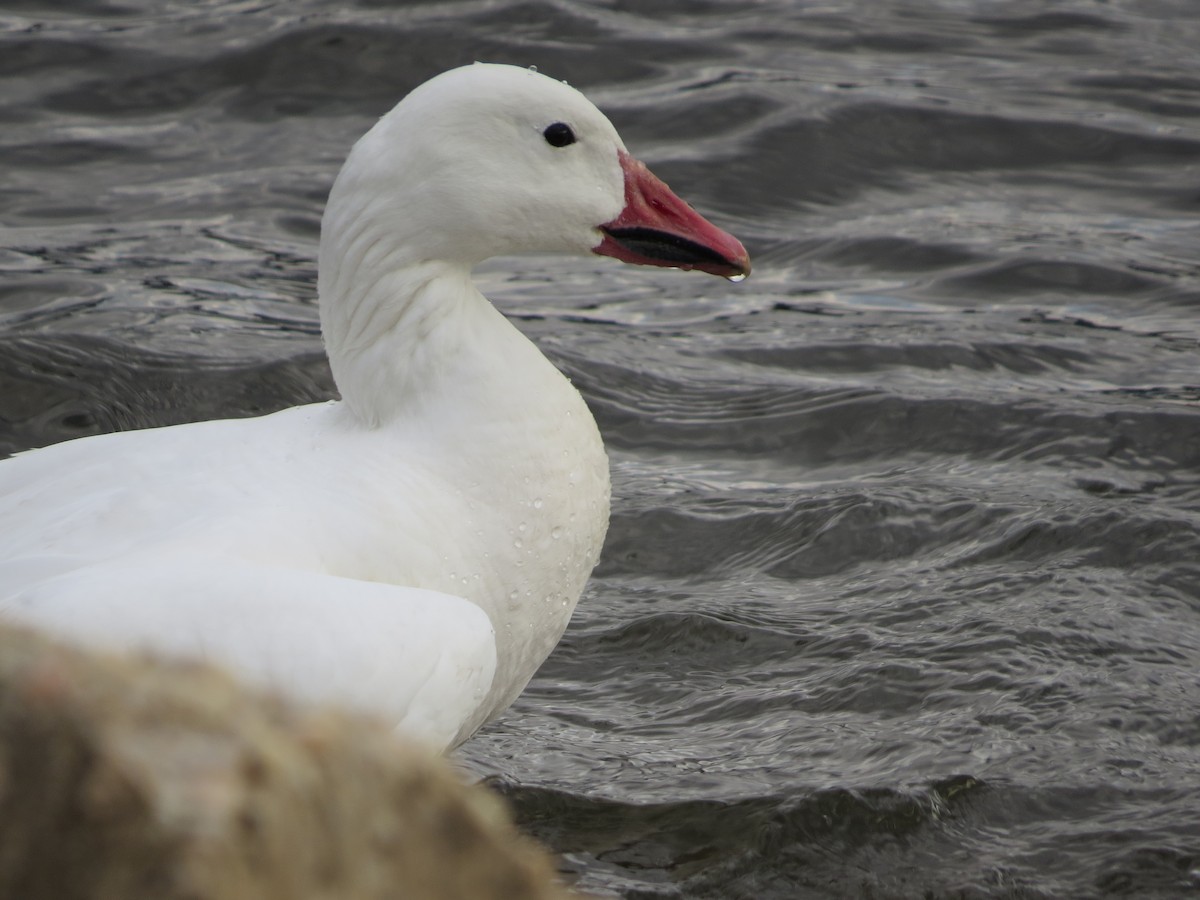 Snow Goose - ML645131557