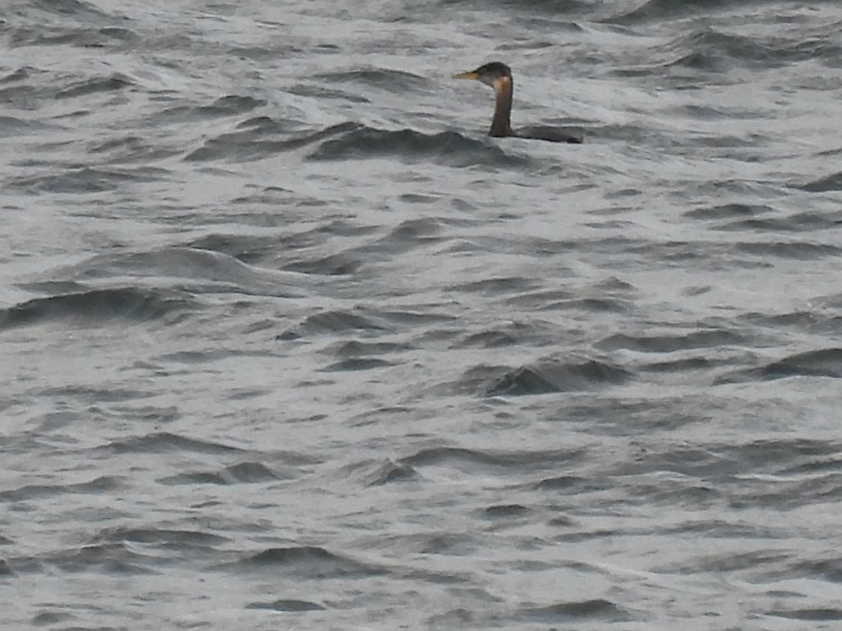 Red-necked Grebe - ML645131565